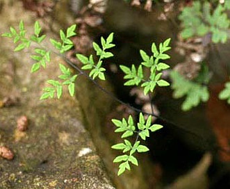 Argyrochosma dealbata