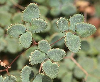 Argyrochosma fendleri