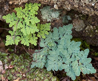 Argyrochosma limitanea