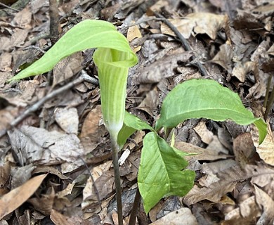 Arisaema acuminatum