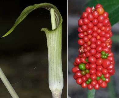 Arisaema triphyllum