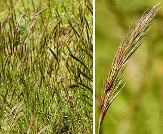 Aristida adscensionis