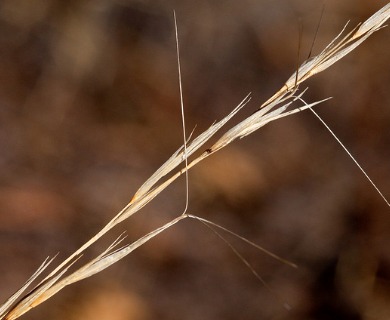 Aristida arizonica