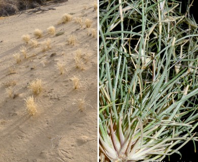 Aristida californica