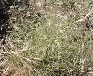 Aristida divaricata