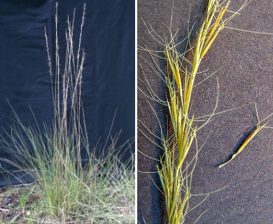 Aristida gyrans