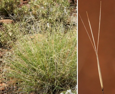 Aristida havardii