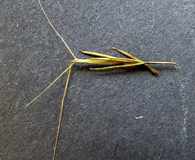 Aristida palustris