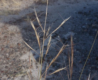 Aristida pansa