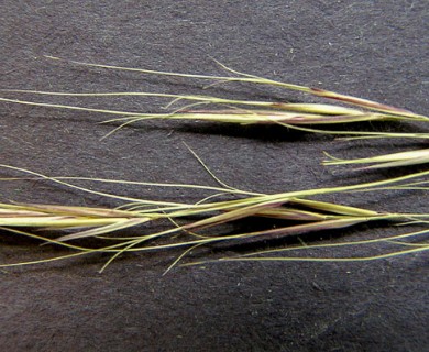 Aristida patula