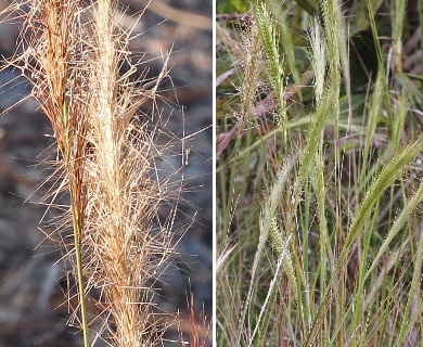 Aristida spiciformis