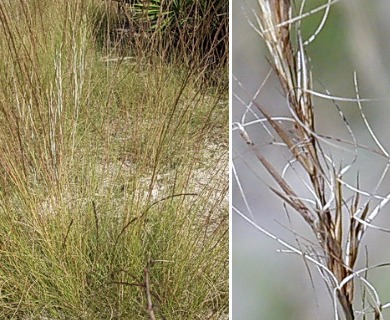 Aristida stricta