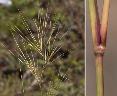 Aristida tuberculosa