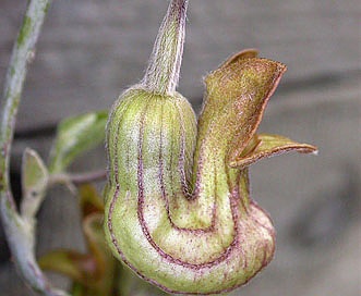 Aristolochia californica