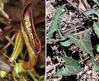 Aristolochia watsonii