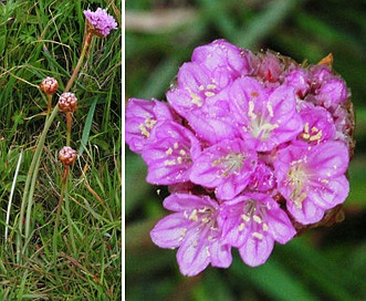 Armeria maritima