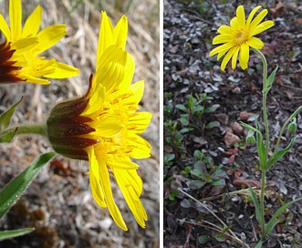 Arnica angustifolia