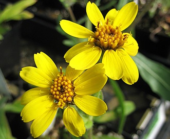 Arnica chamissonis