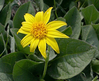 Arnica cordifolia