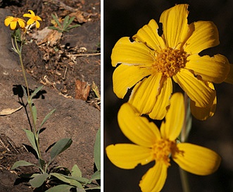 Arnica dealbata