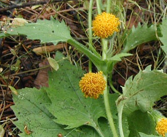 Arnica discoidea