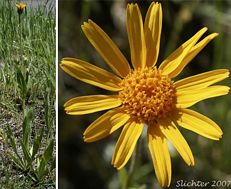 Arnica fulgens