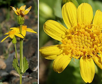 Arnica gracilis