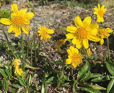 Arnica griscomii