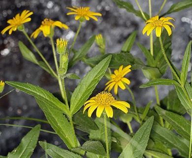 Arnica lanceolata