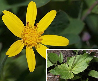 Arnica latifolia