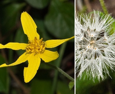 Arnica lonchophylla