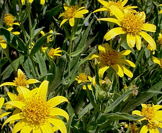 Arnica longifolia