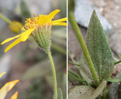 Arnica mollis