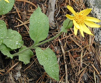 Arnica nevadensis