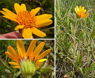 Arnica sororia