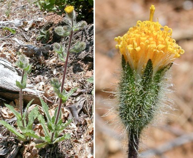 Arnica spathulata