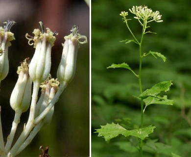 Arnoglossum atriplicifolium