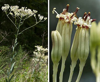 Arnoglossum ovatum