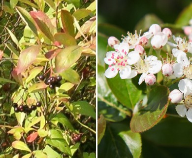 Aronia X prunifolia