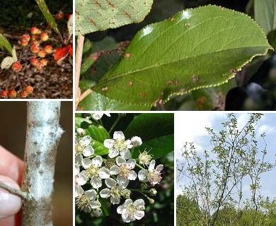 Aronia arbutifolia