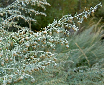 Artemisia absinthium