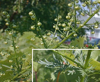 Artemisia annua