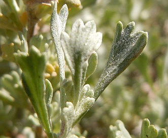 Artemisia arbuscula