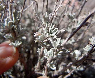 Artemisia bigelovii