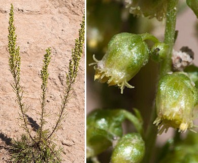 Artemisia campestris