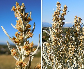 Artemisia cana