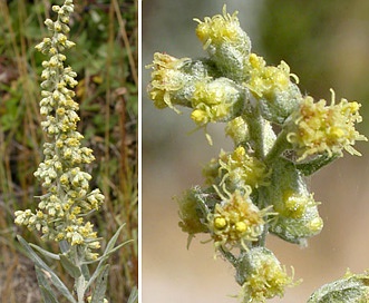 Artemisia douglasiana