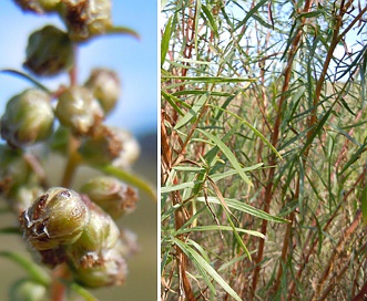 Artemisia dracunculus