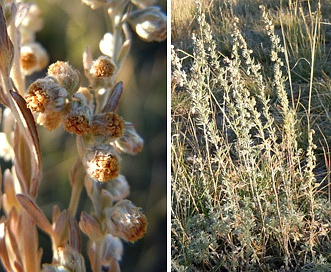 Artemisia frigida