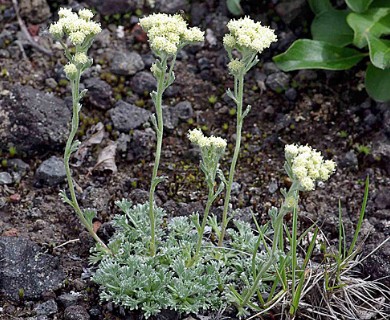 Artemisia glomerata